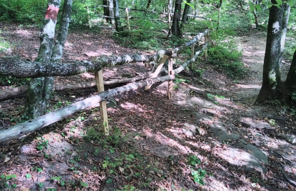 Création d’une clôture en bois vivant