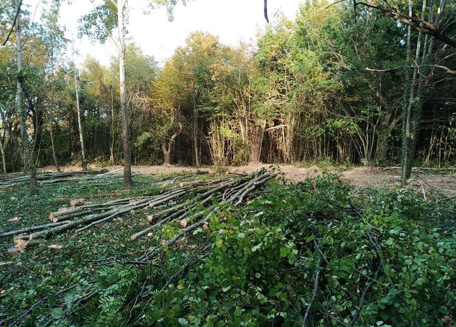 Gestion forestière Haute-Savoie